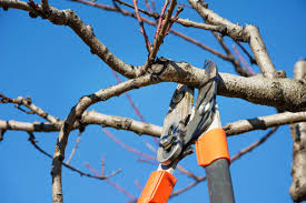 Tree Trimming in Lakeland, FL