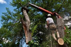 Tree Services, Land Clearing & Demolition in Polk County, FL